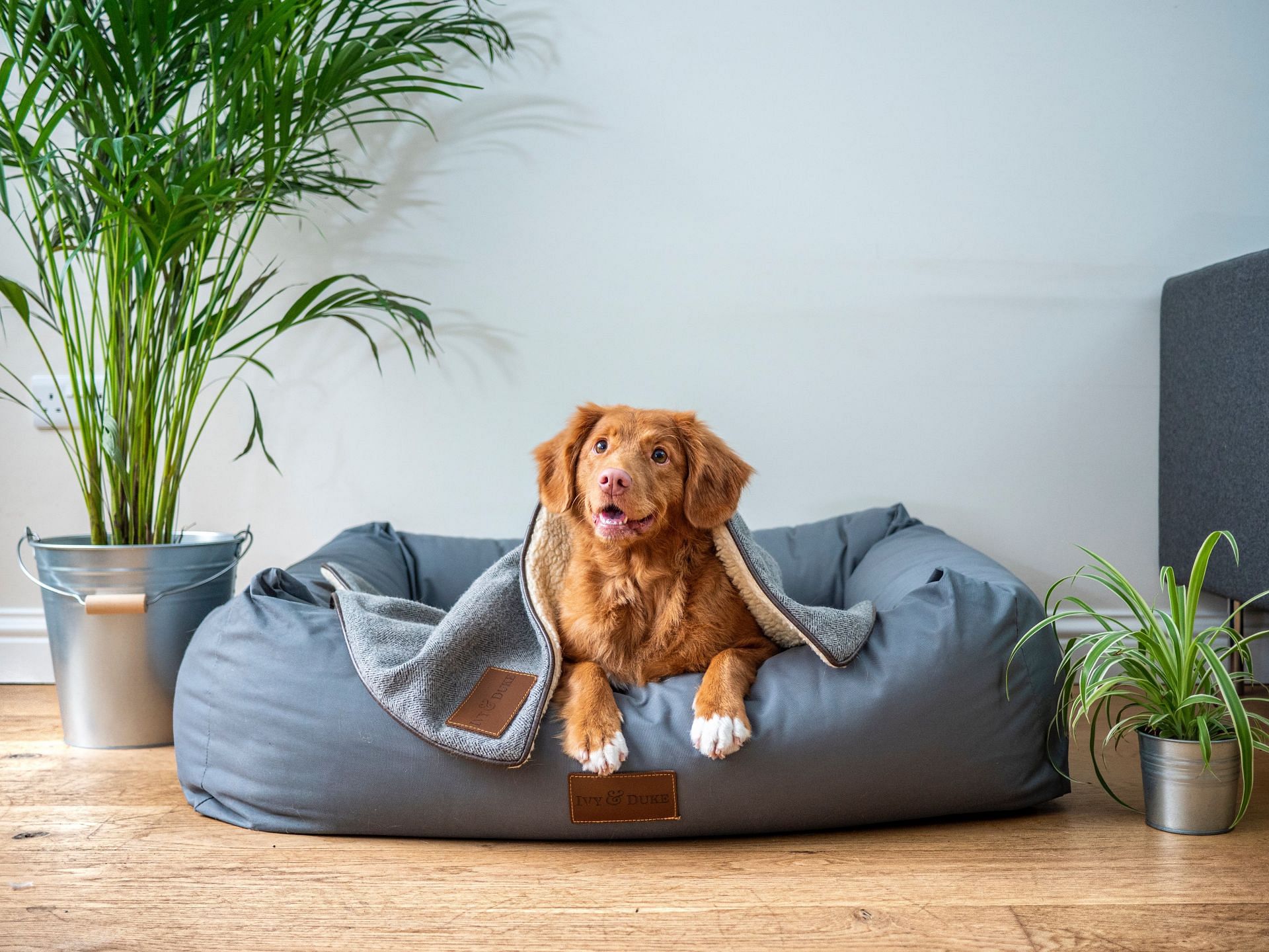 Adopt. Don't shop. (Image via Unsplash/Jamie Street)